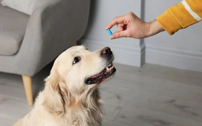  Conheça os 10 principais suplementos nutricionais para pets