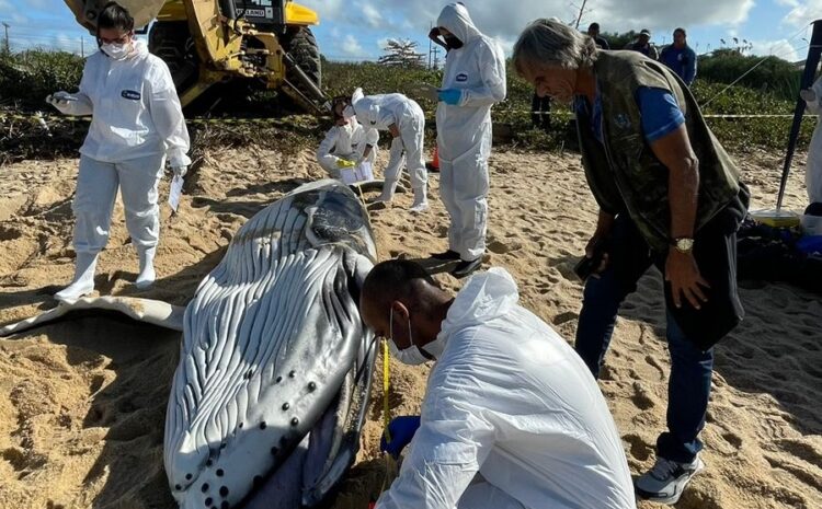  Baleia-Jubarte é encontrada na Praia do Barreto