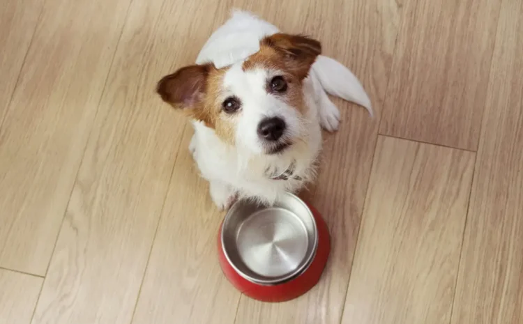  Verminoses colocam a saúde dos pets em risco