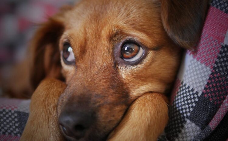 Exames diagnósticos veterinários regulares podem salvar a vida dos pets