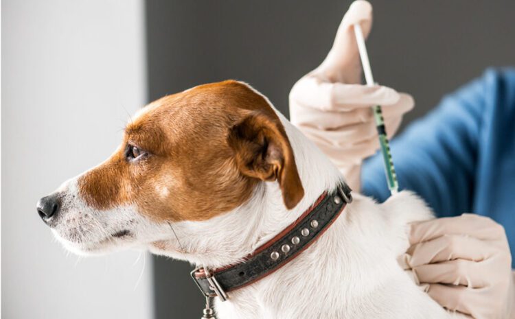 Vacinação Antirrábica imuniza cães e gatos em São José do Barreto