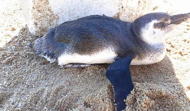 Pinguim é encontrado e resgatado na Praia do Barreto em Macaé