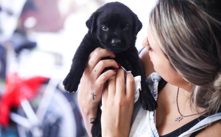  Cabo Frio recebe edição do Castra Mais Rio com castrações gratuitas para cães e gatos