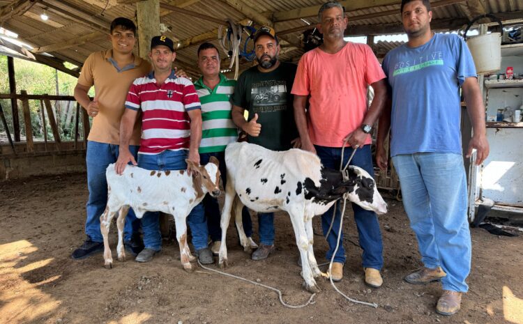  Carapebus impulsiona pecuária com projeto de inseminação artificial