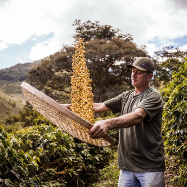 Cafeicultores do Estado do Rio estão entre os 150 melhores do Brasil no Coffee of the Year 2025